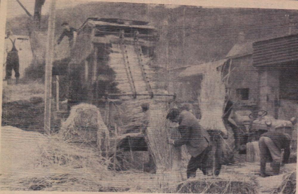 1 December 1967 Reed threshing at Weare Giffard